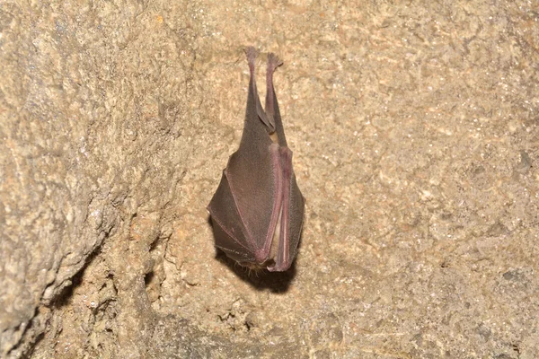 Morcego-de-orelhas-grandes (Myotis myotis) — Fotografia de Stock