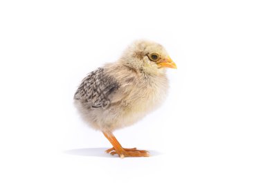 Küçük tavuk hayvan beyaz