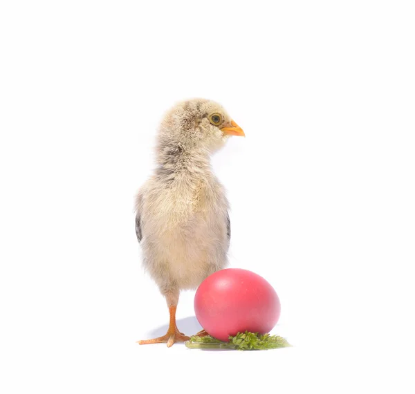 Little chicken animal with easter eggs on white — Stock Photo, Image