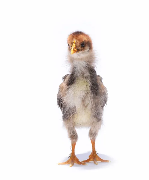 Pequeno animal de frango em branco — Fotografia de Stock