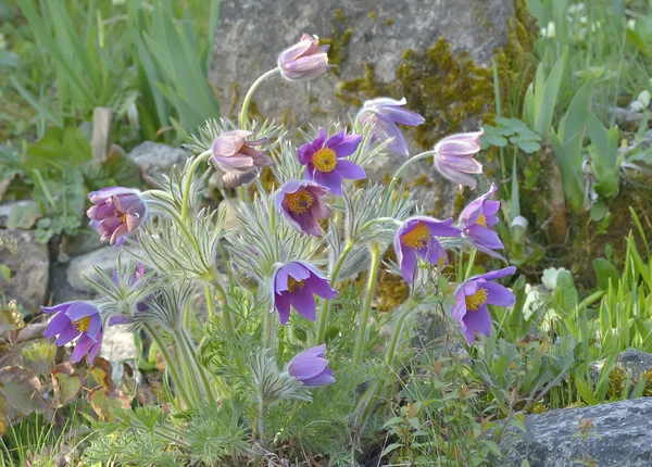 Dağ pasqueflower (pulsatilla montana) — Stok fotoğraf