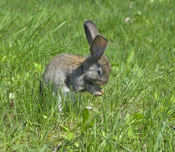 Cottontail konijn eet gras in de tuin — Stockfoto