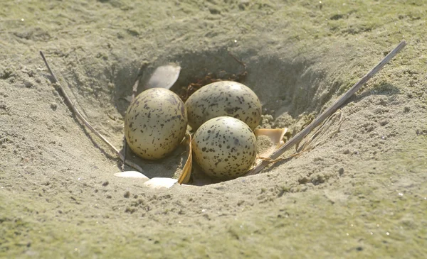 Nid sur sable avec trois œufs tachetés à incuber — Photo