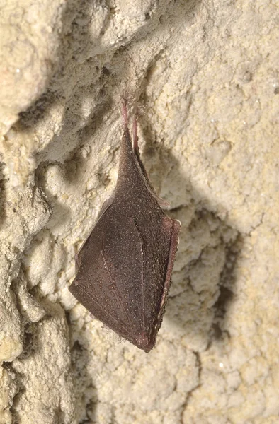 Mayor murciélago de orejas de ratón (Myotis myotis) —  Fotos de Stock