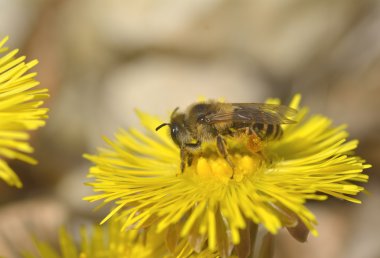 Bahar günü içinde sarı çiçek arıya