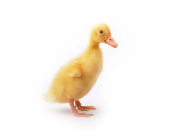 Duckling young baby duck — Stock Photo, Image