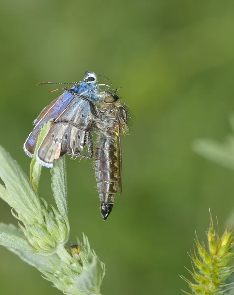 Soyguncu fly eating — Stok fotoğraf