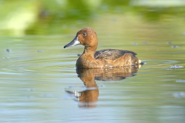 เป็ดปลอม ( Aythya nyroca) บนทะเลสาบ — ภาพถ่ายสต็อก