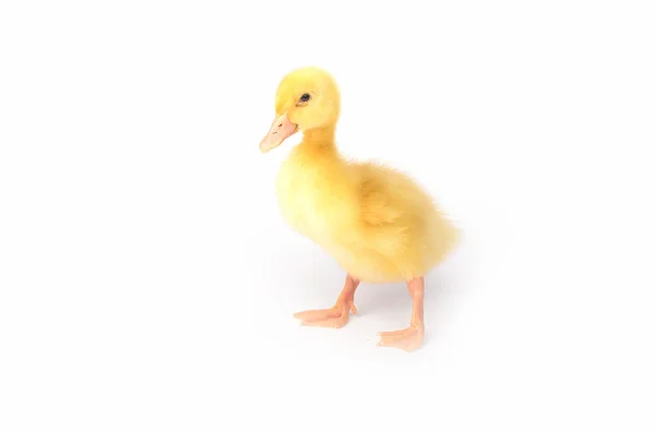 Duckling young baby duck — Stock Photo, Image