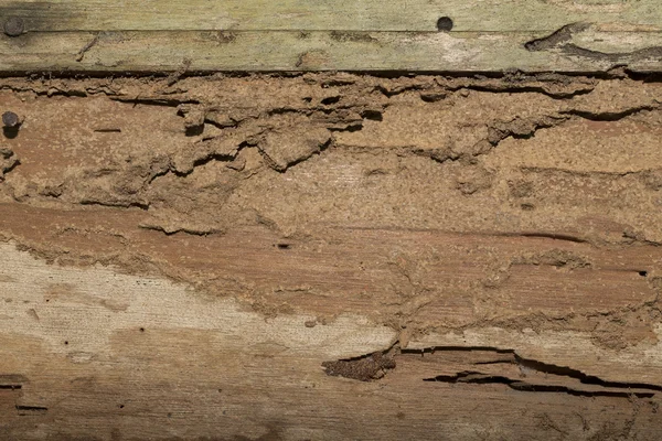 Damage wooden eaten by Termite in traditional thai house
