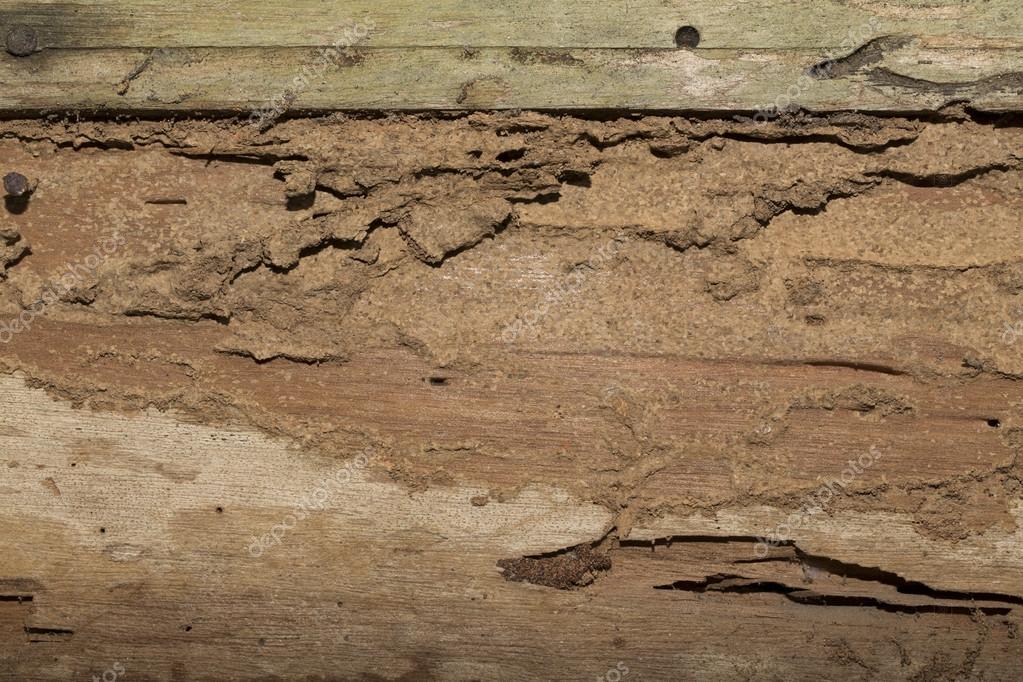 Damage Wooden Eaten By Termite In Traditional Thai House Stock