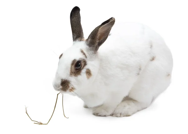 Coniglio dormire pangola erba isolato su bianco — Foto Stock