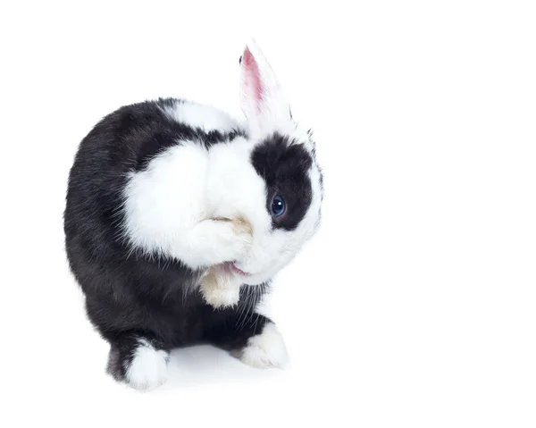 Conejo limpiarse aislado en blanco — Foto de Stock