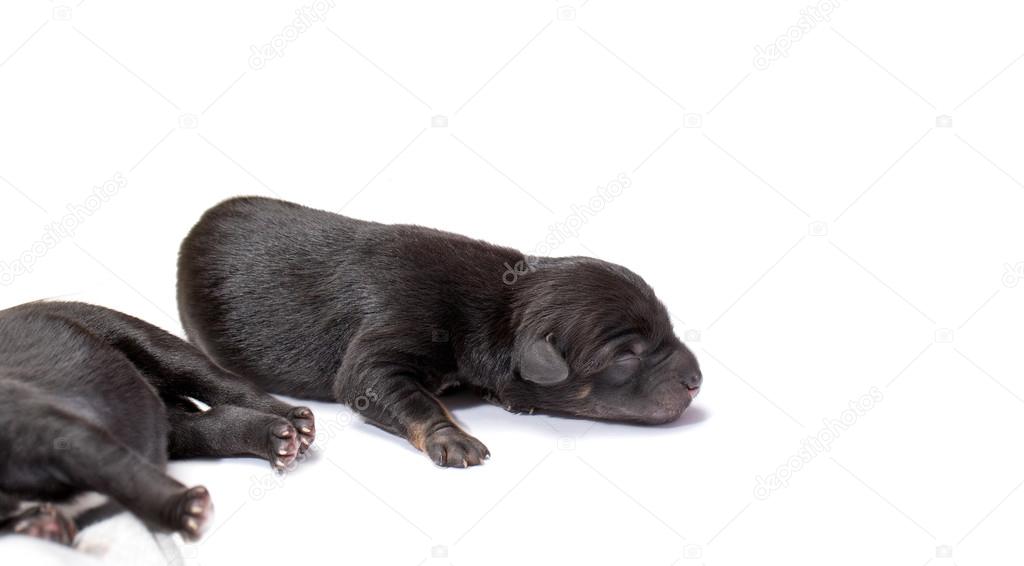 newborn black lab puppies