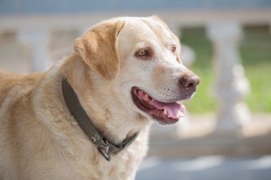 Köpek labrador retriever sahibini arıyor