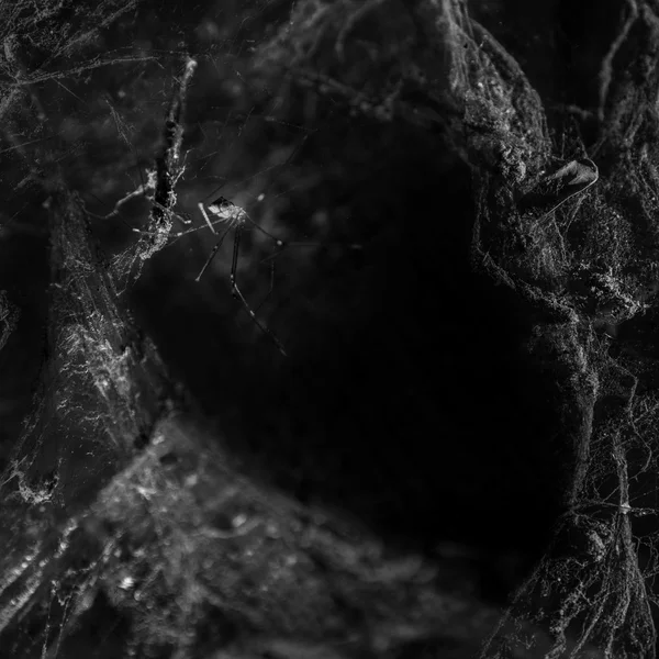 Pajęczyna i pająk na czarnym tle — Zdjęcie stockowe