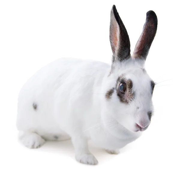 Cute spotted white rabbit on white isolate — Stock Photo, Image