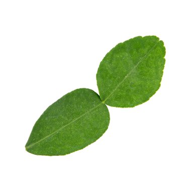 Güney Afrika'da bir kabile kireç yaprak, Tayland Mutfağı için önemli bir madde.