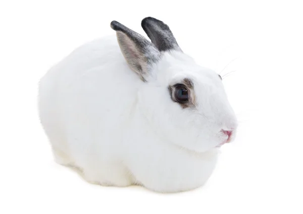 Lindo conejo blanco manchado en aislado blanco — Foto de Stock