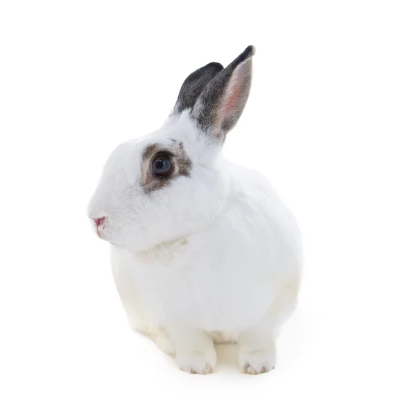 Lindo conejo blanco manchado en aislado blanco — Foto de Stock