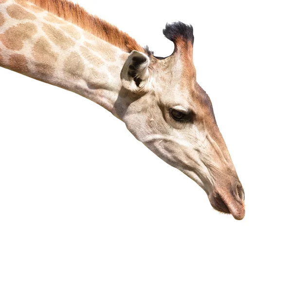 Голова жирафа изолирована на белом крупным планом — стоковое фото