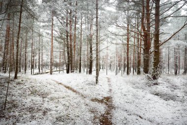 Sis içinde ormanın içinden geçen bir yol. Güçlü ağaçlar, kütükler ve dallar ilk karla kaplı. Kış başlangıcı. Atmosferik manzara. Doğa, mevsimler, iklim değişikliği, ekoloji, çevre