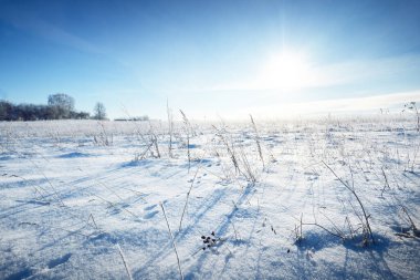 Kar fırtınasından sonra karla kaplı alanın panoramik görüntüsü. Çalılar yakın plan. Gün ortası güneşi. Açık mavi gökyüzü. Buz çölü. Kış Harikalar Diyarı. Noel tatilleri, küresel ısınma teması. Laponya, Finlandiya