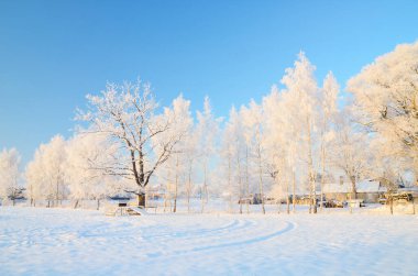 Açık bir günde karla kaplı ormanın (eski şehir parkı) resimli panoramik manzarası. Ağaç donundaki ağaçlar yakın plan. Kış Harikalar Diyarı. Mevsimler, iklim değişikliği, saf doğa, ekoloji, çevre