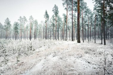 Karla kaplı Evergreen ormanının panoramik manzarası. Genç çam, köknar, çam ağaçları. Kış Harikalar Diyarı. Noel, mevsimler, doğa, manzara, çevre koruma, yeniden ağaçlandırma, eko-turizm