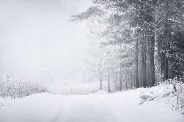 Karla kaplı çam ağaçları arasında kar fırtınasında bir patika. Her daim yeşil olan ağaçlar. Atmosferik manzara. Idyllic kırsal kesim. Kış Harikalar Diyarı. Saf doğa, iklim değişikliği, mevsimler