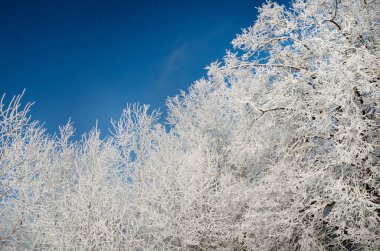 Kar kaplı ağaçlar, kar fırtınasından sonra açık mavi gökyüzüne karşı, ağaçların dallarında donma, yakın çekim. Kış Harikalar Diyarı. Hava, iklim değişikliği, doğa, çevre, doğal zemin, doku