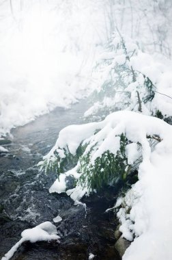 Karla kaplı çam ormanı ve kristal berrak suyla küçük nehrin yakın görüntüsü. Idyllic kırsal alan. Kış Harikalar Diyarı. Spruce ağaçları yakın plan. Mevsimler, iklim değişikliği, saf doğa, turizm