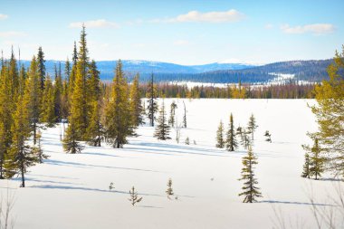 Genç çam ağaçları ve açık bir günde kar fırtınasından sonra donmuş bir göl. Arka planda dağ zirveleri var. Idyllic kış manzarası. Ekoloji, çevre, iklim değişikliği, küresel ısınma. Finlandiya, Laponya