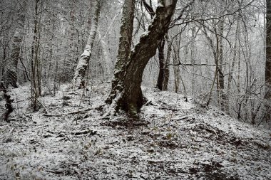 Sis içindeki karanlık orman. Güçlü ağaçlar, kütükler ve dallar ilk karla kaplı. Kış başlangıcı. Atmosferik manzara. Doğa, mevsimler, iklim değişikliği, ekoloji, çevre koruma