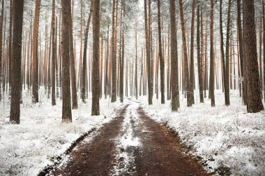 Bir kar fırtınasından sonra (kırsal yol) sonsuz yeşil ormanın içinden geçerek. İlk karla kaplı güçlü ağaçlar. Atmosferik manzara. Idyllic kırsal kesim. Kış Harikalar Diyarı. Saf doğa, iklim, mevsimler