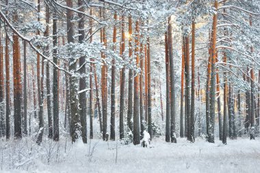 Çam, ladin ve ardıç ağaçlarından oluşan bir duvar gün doğumunda meydana gelen kar fırtınasından sonra kozalaklı bir ormanda. Ağaç gövdelerinde parıldayan altın sabah güneşi. Kış Harikalar Diyarı. Laponya, Finlandiya
