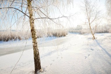 Küçük donmuş bir nehir ve uzun huş ağaçları kar fırtınasından sonra, yakın plan. Taze kar üzerinde insan izleri. Açık kış günü, sıcak güneş ışığı. Letonya