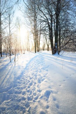 Eski şehir parkında, uzun ağaç gövdeleri yaklaşan bir kar fırtınasından sonra bir patika. Dalların üzerinde don var. Taze karda insan izleri. Yerdeki gölgeler. Açık mavi gökyüzü. - Letonya. Kış sahnesi