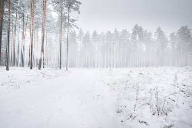 Karla kaplı çam ağaçları arasında kar fırtınasında bir patika. Her daim yeşil olan ağaçlar. Atmosferik manzara. Idyllic kırsal kesim. Kış Harikalar Diyarı. Saf doğa, iklim değişikliği, mevsimler