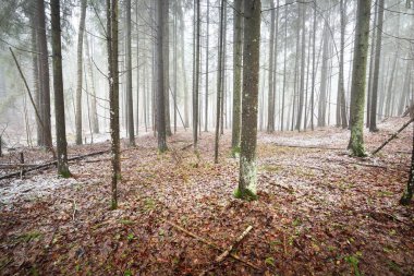Evergreen çam ve yosunlu huş ağaçları beyaz bir siste. Ormandaki ilk kar, altın yapraklar, Finlandiya. Ağaç kütükleri yakın plan. Atmosferik manzara. Mevsimler, iklim değişikliği, çevre koruma