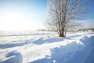 Bir kar fırtınasından sonra huş ağacı ve karla kaplı tepenin üzerindeki diğer yaprak döken ağaçlar. Kırsal yolun manzarası. Açık mavi gökyüzü. Kış Harikalar Diyarı. Idyllic kış sahnesi. Finlandiya