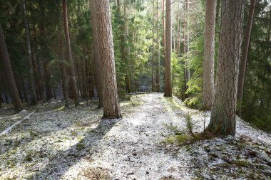 Karla kaplı tepenin içinden geçen karışık kozalaklı bir orman, yeşil çam ve çam ağaçları, yakın ağaç kütükleri. Ağaç gövdelerinin arasından gün ışığı. Karanlık kış sahnesi. Finlandiya