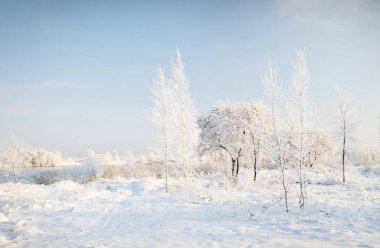 Açık bir günde karla kaplı ormanın (eski şehir parkı) resimli panoramik manzarası. Ağaç donundaki ağaçlar yakın plan. Kış Harikalar Diyarı. Mevsimler, iklim değişikliği, saf doğa, ekoloji, çevre