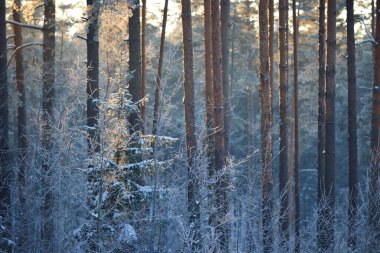 Gün batımında kozalaklı bir ormanda çam ağacı, ladin ve huş ağacı duvarı. Ağaç gövdelerinde parlayan altın akşam güneşi. Karanlık orman peri masalı. Kış Harikalar Diyarı. Finlandiya