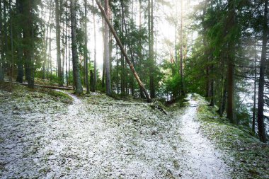 Karla kaplı tepenin içinden geçen karışık kozalaklı bir orman, yeşil çam ve çam ağaçları, yakın ağaç kütükleri. Ağaç gövdelerinin arasından gün ışığı. Kırsal kesimde kış manzarası. Finlandiya