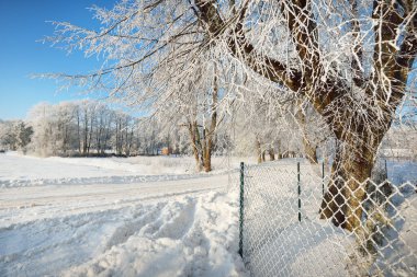Köyde karla kaplı köy yolu, araba ve insan izleri var. Kış mevsiminde uzun ağaçlar, sıcak güneş ışığı. Açık kış günü. Letonya
