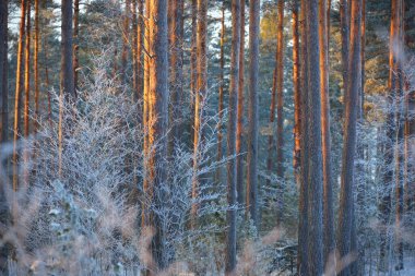 Çam, ladin, ardıç ve huş ağaçlarından oluşan bir duvar gün batımında kozalaklı bir ormanda. Ağaç gövdelerinde parlayan altın akşam güneşi. Kış Harikalar Diyarı. Finlandiya