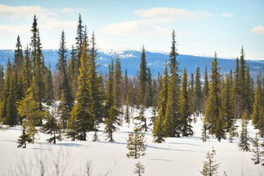 Genç çam ağaçları ve açık bir günde kar fırtınasından sonra donmuş bir göl. Arka planda dağ zirveleri var. Idyllic kış manzarası. Ekoloji, çevre, iklim değişikliği, küresel ısınma. Finlandiya, Laponya