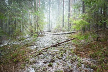 Genç yeşil köknar, her zaman yeşil çam ve yosunlu huş ağaçları beyaz bir siste. Finlandiya 'daki ilk kar ormanı. Ağaç kütükleri yakın plan. Atmosferik manzara. Mevsimler, iklim değişikliği, çevre koruma