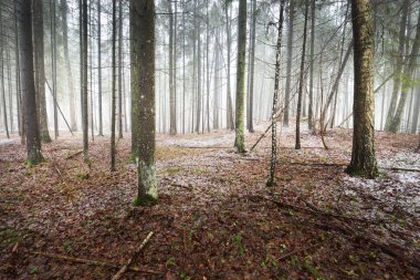Evergreen çam ve yosunlu huş ağaçları beyaz bir siste. Ormandaki ilk kar, altın yapraklar, Finlandiya. Ağaç kütükleri yakın plan. Atmosferik manzara. Mevsimler, iklim değişikliği, çevre koruma